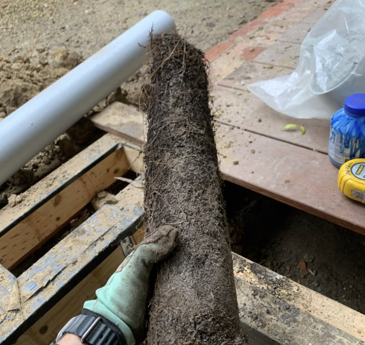 H2PRO plumber holding tree roots removed from old underground pipes during a blocked drain inspection in Mitcham
